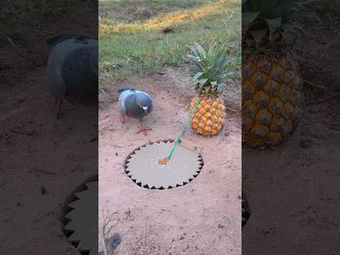 Beautiful DIY Pigeon Trap Using Paper #youtubeshorts thumbnail