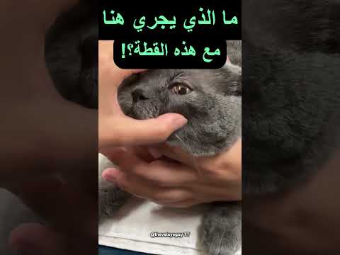 يجب على مُلّاك القطط معرفة أمراض العيون هذه! thumbnail