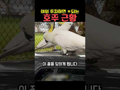 야외 주차하면 ㅈ되는 호주 근황 thumbnail