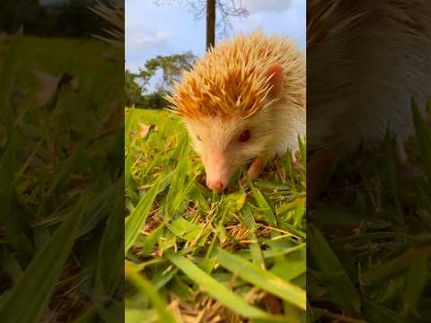 ELE ESTAVA ABANDONADO! ?? Bruno Campos thumbnail