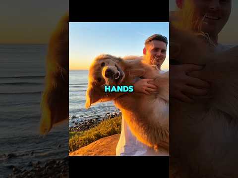 Golden Retriever will never tell you these things! thumbnail