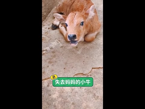 一出生就失去了媽媽的牛牛#老鐵家的毛孩子 #毛孩子討飯行為大賞 #牛 #小牛 @快手熱點(O3xddgkd5fav5if9) @快手寵物(O3xdzi7gzwye5gsa) thumbnail