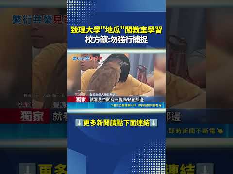 致理大學NPC"地瓜"闖教室學習 校方籲:勿強行捕捉｜三立新聞網 SETN.com thumbnail