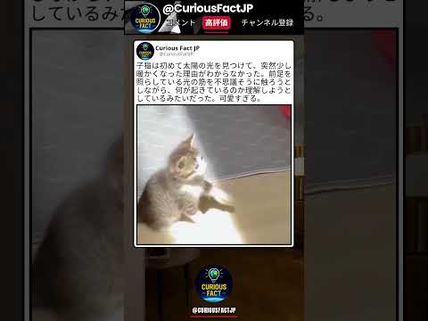 太陽の暖かさに戸惑ってるの可愛すぎる☺️ thumbnail