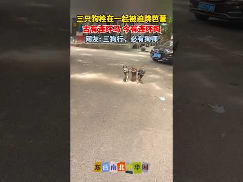 三只狗栓在一起被迫跳芭蕾 thumbnail
