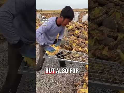 There's thousands of them all over the floor 😳🤯 #interesting #food #unique thumbnail
