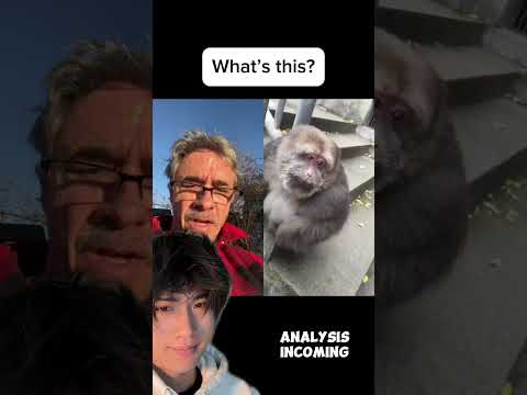 Animal identification thumbnail