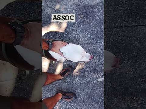 MITO OU VERDADE? Dominância existe? #cães #cachorro #pets #shorts #shortsfeed #dogwalk #dogwalker thumbnail