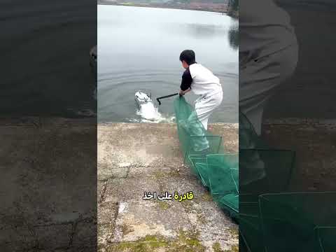أغرب وأحدث طريقة لصيد الأسماك في الصين 🇨🇳🐟 thumbnail