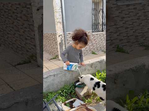 Sütü kedinin kafasına değil tabağa dökeceksin😂 #catshorts #aboneolmayiunutmayin #kesfeteyyiz #funny thumbnail