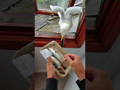 My Pet Seagull In The House!! thumbnail