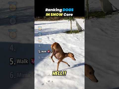 Ranking DOGS IN SNOW Core Moments!! 🐶❄️ thumbnail