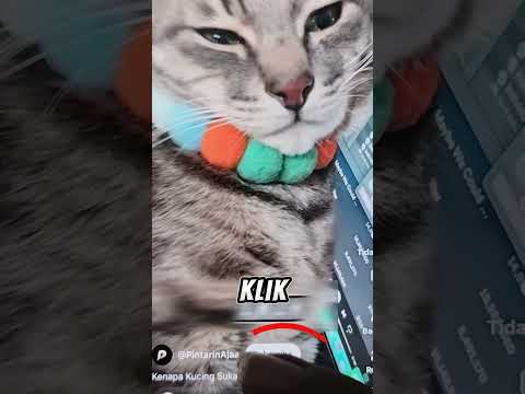 alasan kenapa kucing suka lari setelah pup #shortvideo thumbnail