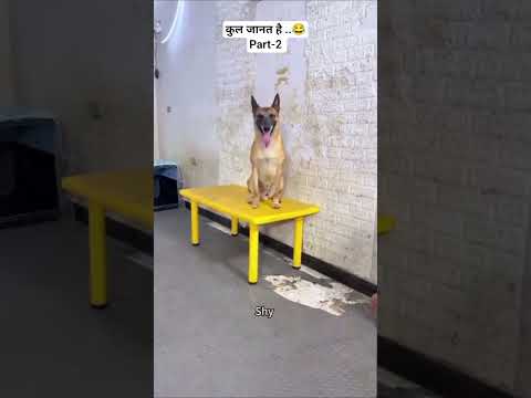✨ English से अवधी ..??।।  Part-2 ।। #shorts #shyamji #funny #dogs #animals thumbnail