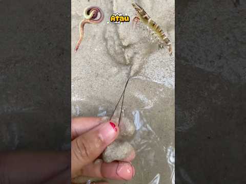 Cacing laut ?atau udang?? thumbnail