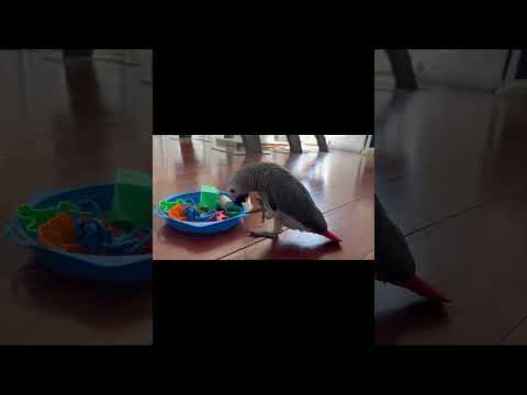 BÉ VẸT XÁM - CHƠI #shorts thumbnail