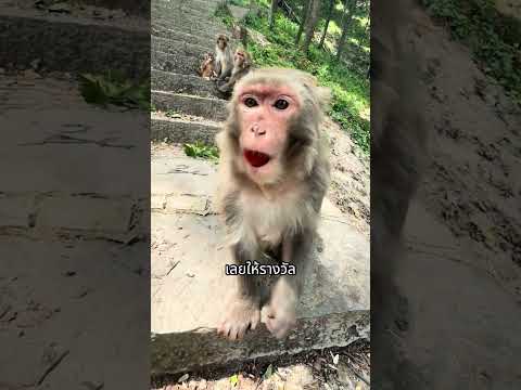 เมื่อลิงทำความดี จนความดีจุกคอแล้วนุด #shorts #shortvideo thumbnail