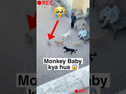 Baby Monkey Ke Sath kya hua 😱 thumbnail