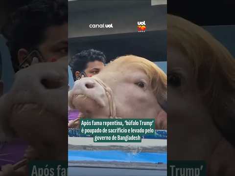 Governo de Bangladesh apreende animal viral, o búfalo albino conhecido como Donald Trump thumbnail