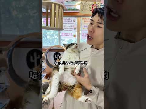 对猫咪来讲就喜欢你夸奖它#萌宠出道计划#猫咪 thumbnail
