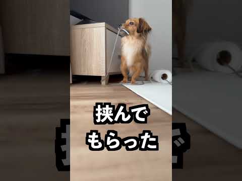 絶対に切れないトイレットペーパーを何でも切れる包丁で切れば切れるはず！ thumbnail