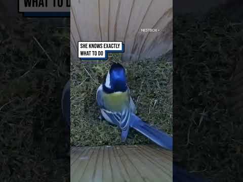 She's starting something, because she knows what's coming ?? #shorts #birds #birdwatching #wildlife thumbnail
