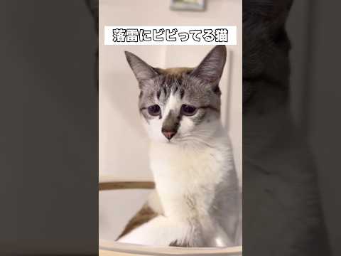 窓のそばに居たら雷落ちたよ･･･怖かった?? #猫 #保護猫 #雷 #shorts thumbnail
