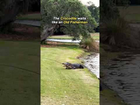 Florida’s Native Apex Predator #shorts #florida #alligator #viral #farm thumbnail