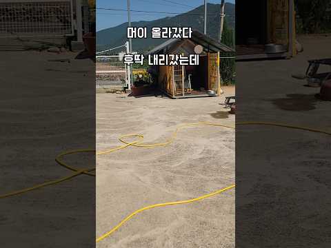 다라이속에 머이 꿈틀흐는데 #남해 #몽실이 #뽀끄미 #리트리버 #반려견 #분양 #임보 #강아지 #여름 thumbnail