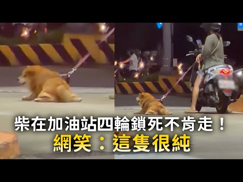 柴在加油站四輪鎖死不肯走！　網笑：這隻很純 thumbnail