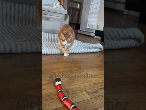 gatos 🐈🥰 jugando 😸😂😶‍🌫️ #cat #cute #gatos #pets #animals #funny #viral #shorts #eeuu #miami #canada thumbnail