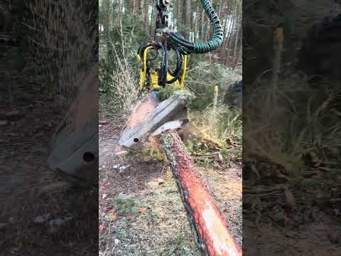 👉 This Machine Cuts and Processes a Tree in Seconds #harvester #forest #heavymachinery #satisfaying thumbnail