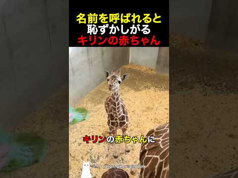 名前を呼ばれると恥ずかしがるキリンの赤ちゃん thumbnail