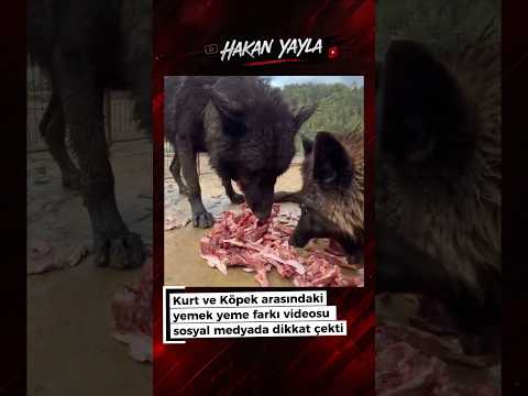 Kurt ve köpek arasındaki yemek yeme farkı thumbnail