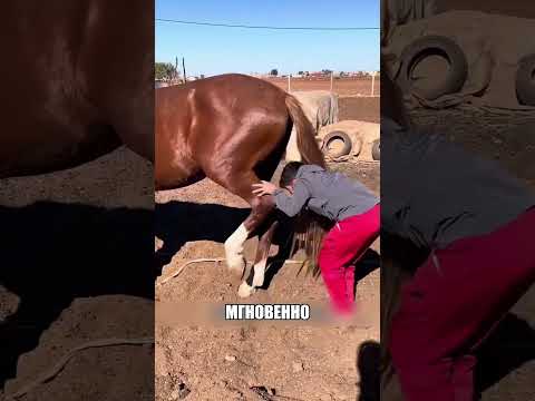 Что конь СДЕЛАЛ со смельчаком 😲🔥🐎 thumbnail