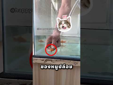พ่อ อย่าเอาปลาของฉันปล่อยนะ thumbnail