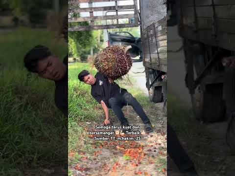 Fuhh kuatnya mereka yang kerja dalam bidang angkat sawit ni.?? thumbnail