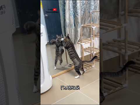 Реакции Котов на Зеркало 🙀 thumbnail