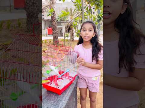 Amaira n chidiya uda di #shorts #thegeetagurjar thumbnail