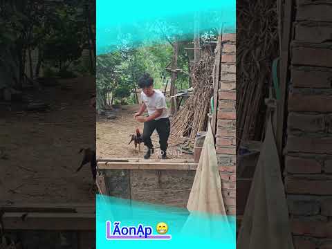 Hế lô con gà 🤣 #laonap thumbnail