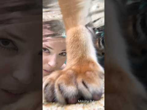 #breathe #swim #play #cute #tiger thumbnail