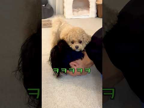 시각장애인이 천재견에게 안보인다고 했더니 놀라운 반응ㅋㅋㅋ #시트콤 thumbnail