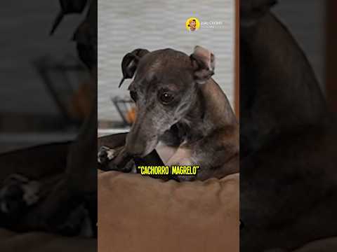 Eu amo a linguiça thumbnail