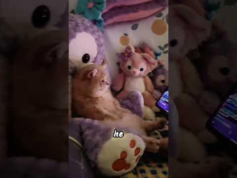 He Hid His Cat Among Plush Toys—And Fooled the Professor Every Time! #usa thumbnail
