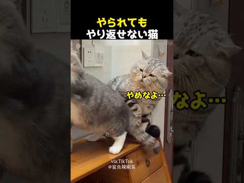 やられてもやり返せない猫 thumbnail