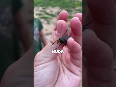 Lalat Ini Ukurannya Lebih Besar Dari Lebah! thumbnail