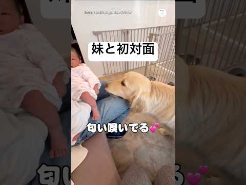 妹と初対面したゴールデン、気になるけどちょっと怖い…☺️   #ゴールデンレトリバー #大型犬　#赤ちゃん　#犬のいる暮らし #かわいい犬 thumbnail