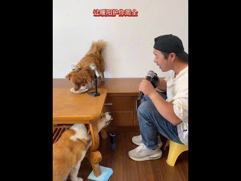 Dog sings "Ten Thousand Mountains and Rivers" thumbnail