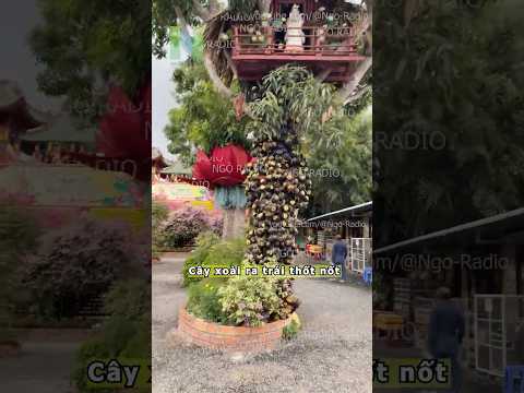Cây xoài ra trái thốt nốt thumbnail