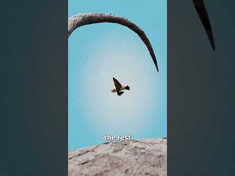 Why China Tried To Wipe Out Sparrows ? thumbnail